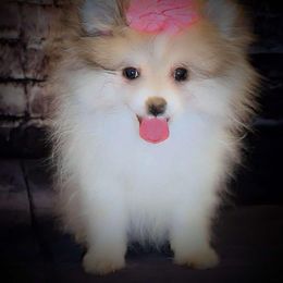 Pomeranian and Pomsky Puppies from Pom Pom Pomskies-TN