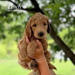 Rodeo (Orange) - Apricot male Goldendoodle puppy in Hutto, Texas from Crystal's Goldendoodles