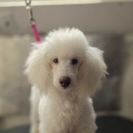 Pomme puree - White female Poodle puppy in El Reno, Oklahoma from Enrose Poodles