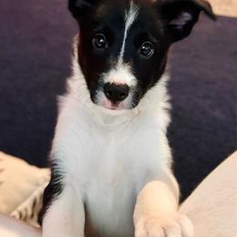 Annie - Black female Border Collie puppy in Dallas, Texas from Effervescent Border Collies