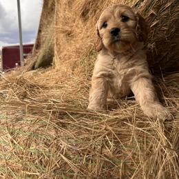 Cockapoo, Cocker Spaniel, and Goldendoodle Puppies from 7 Sisters Cockapoos