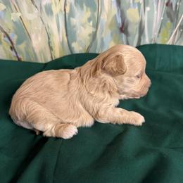 Piper - Champagne female Maltipoo puppy in Lawrenceburg, Tennessee from LUV Poodles and Maltipoos