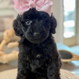 K-Peach Girl - Black female Goldendoodle puppy in Lewisville, Texas from Texas Goldendoodle Lovers