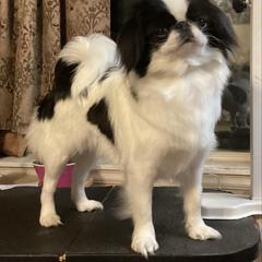 Parker - Japanese Chin