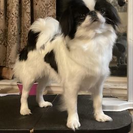 Parker - Japanese Chin