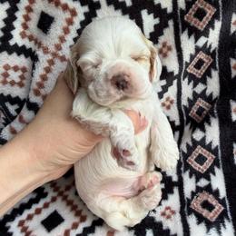 Clover - Red and white male Cocker Spaniel puppy in Delphi, Indiana from Benchmark Cockers