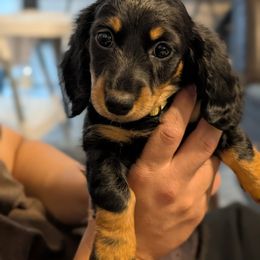 Daisy - Black and tan female Dachshund puppy in Waddell, Arizona from West Valley Schnauzers & Dachshunds