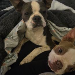 Boston Terriers from Campos Farms