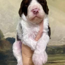 Humphrey - Chocolate male Assorted Doodle Crosses puppy in West Monroe, Louisiana from Southern Haven Doodles