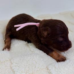 Lite Brite - Pink Collar - Red tri-color female Australian Shepherd puppy in San Marcos, California from Faith Family Freedom Farm