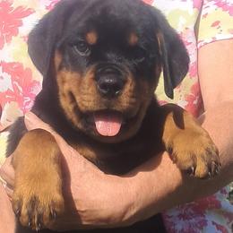 Boy 3 - Black and mahogany male Rottweiler puppy in De Witt, Iowa from Irish Eyes Kennels