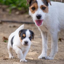 Jack Russell Terriers from Raven Wolf Jack Russell Terriers