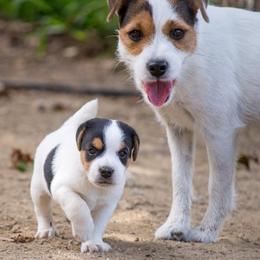 Jack Russell Terriers from Raven Wolf Jack Russell Terriers