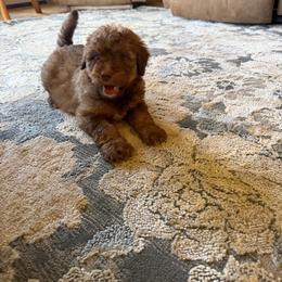 Cocoa - Red female Aussiedoodle puppy in Ellenburg Center, New York from Kristin's Puppies