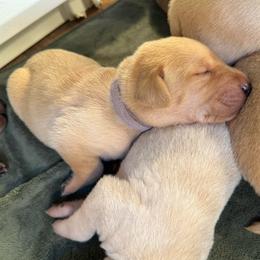 Lilac - Yellow female Labrador Retriever puppy in Rock Hill, South Carolina from North Star Retrievers