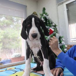 Rhett - Great Dane