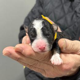 Tri yellow - Tri-color female Bernedoodle puppy in Petersburg, Michigan from Brittany’s Mini Bernedoodles