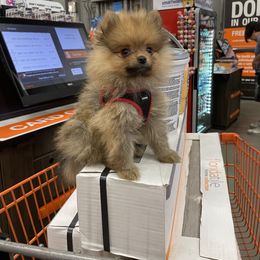 Pomeranian and Shih Tzu Puppies from GA Designer Puppies