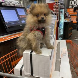 Pomeranian and Shih Tzu Puppies from GA Designer Puppies