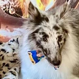 Oakley - Toy Shetland Sheepdog