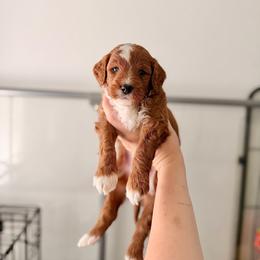 Blaze - Red  male Goldendoodle puppy in Vancouver, Washington from Blissful Doodles