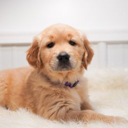 Golden Retriever, Miniature American Shepherd, and Siberian Husky Puppies from HuskiesAndGoldensWithFinesse