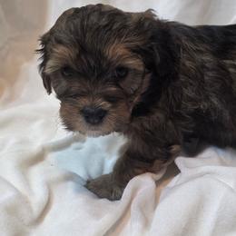 Girl 1 - Chocolate female Cavapoo puppy in Medina, Ohio from Momma's Minis