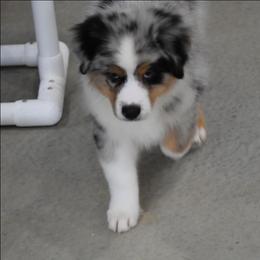 Rudder - Blue merle male Australian Shepherd puppy in Jameson, Missouri from Sky Creek