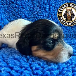 Summer 2500 - Black and tan female Dachshund puppy in Houston, Texas from Texas Regal Dachshunds LLC