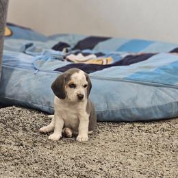 Bluey - Blue female Beagle puppy in Royse City, Texas from Lonestar Beagles