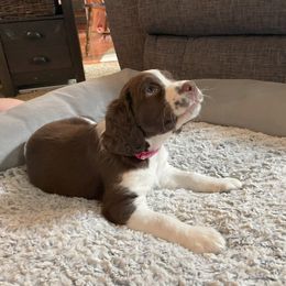 English Springer Spaniel Puppies from Timothy Naylor