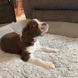 English Springer Spaniel Puppies from Timothy Naylor