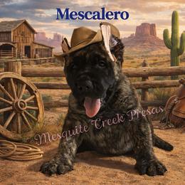 Mescalero - Tiger male Perro de Presa Canario puppy in Horizon, Texas from Mesquite Creek Kennels
