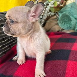 Fawn Piebald Girl - White and fawn female French Bulldog puppy in Vineland, New Jersey from Corgis at the Jersey Shore/Frenchie Connection