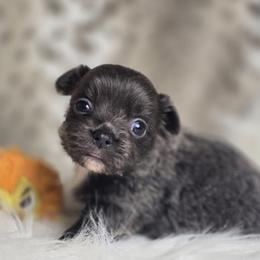 Lavender - Blue female Chihuahua puppy in Plainfield, Indiana from Abby's Pampered Pooches
