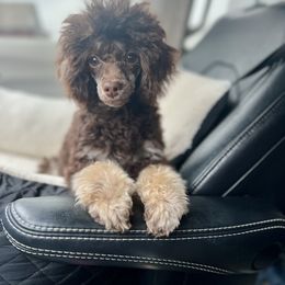 Bernedoodle, Bernese Mountain Dog, Cockapoo, Goldendoodle, and Poodle Puppies from Kallams Bernedoodles & Bernese Mountain Dogs