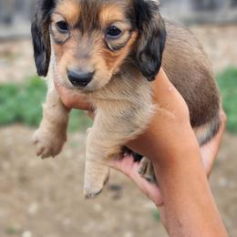 Rigby - Red male Dachshund puppy in Penrose, Colorado from Double Trouble Dachshunds