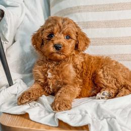 Jackson - Red  male Goldendoodle puppy in Iola, Texas from Supreme Doodles of Texas