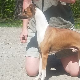 Cruise - Italian Greyhound