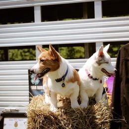 American Corgi and Pembroke Welsh Corgi Puppies from Beebe’s Corgis