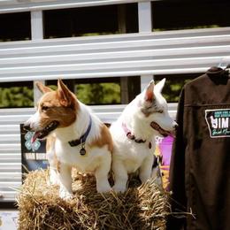 American Corgi and Pembroke Welsh Corgi Puppies from Beebe’s Corgis