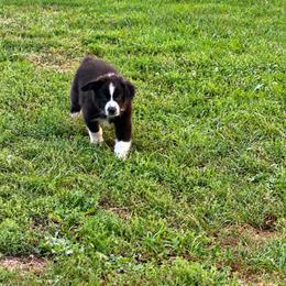 Cricket - Black & white male Australian Shepherd puppy in Cambridge, Ohio from Solis Performance Horses & Australian Shepherds
