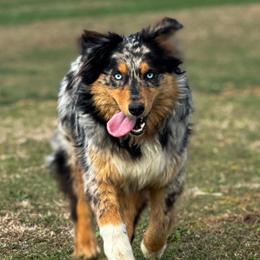 Pokie - Australian Shepherd