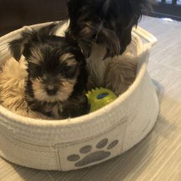 Yorkshire Terrier Puppies from MagnoliaYorkies