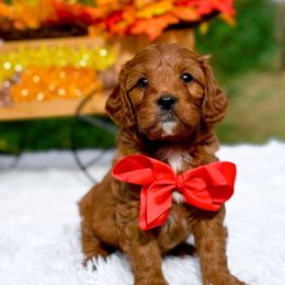 Enzo - Red male Cavapoo puppy in North Carolina from NC Doodle Puppies
