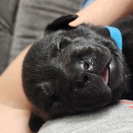 Labrador Retriever Puppies from Steele Caliber Retrievers