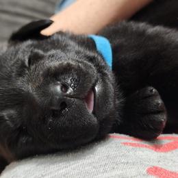 Labrador Retriever Puppies from Steele Caliber Retrievers