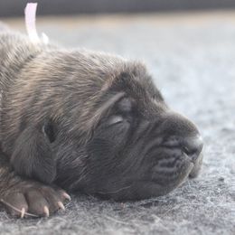 Mastiff Puppies from Fire Creek Mastiffs