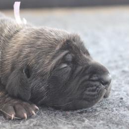 Mastiff Puppies from Fire Creek Mastiffs