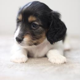 Sienna - Piebald female Dachshund puppy in Alto, Texas from Prima Dachshunds